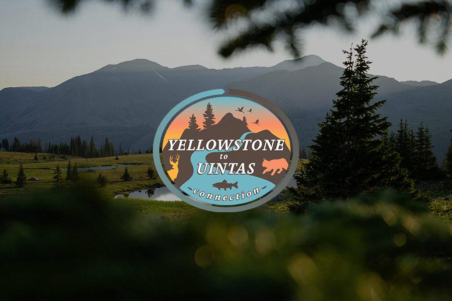 Third Sun | Utah Web + Design + Branding - Limelight Rainforest